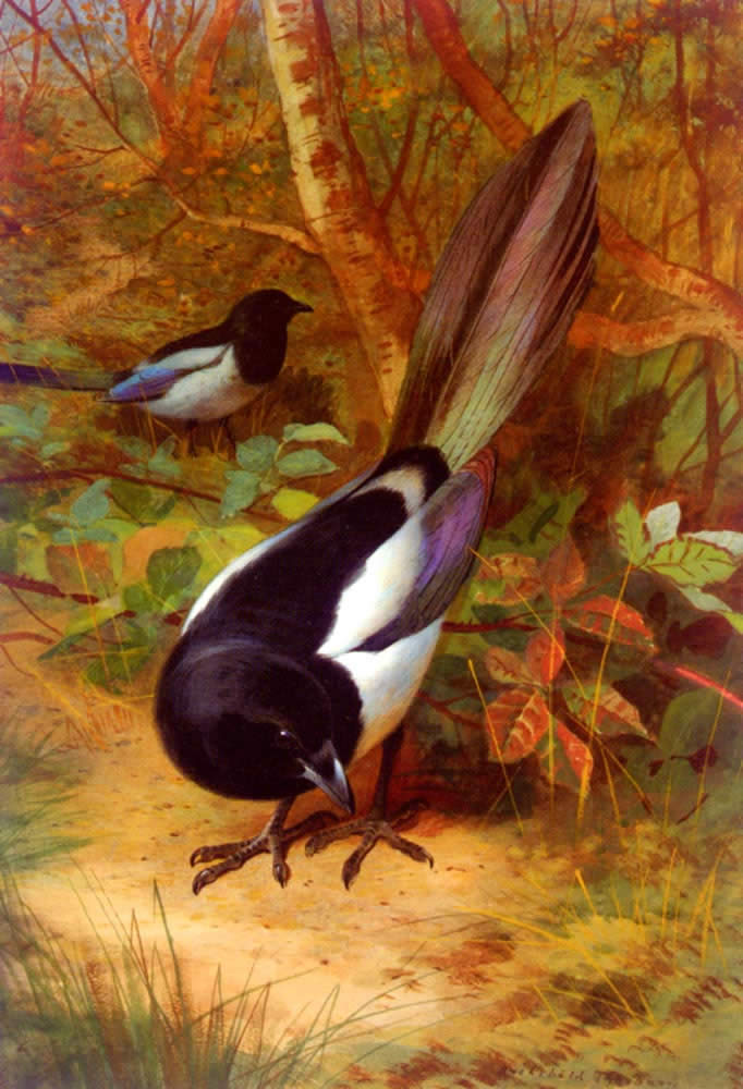 Archibald Thorburn Magpies